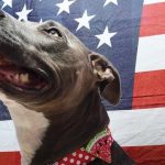 7 Pet Safety Tips for Upcoming Fourth of July
