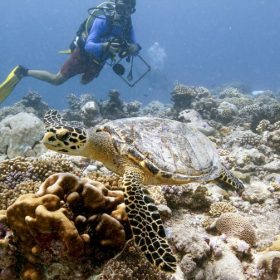 Watching a coral reef die as climate change devastates one of the most pristine tropical island areas on Earth