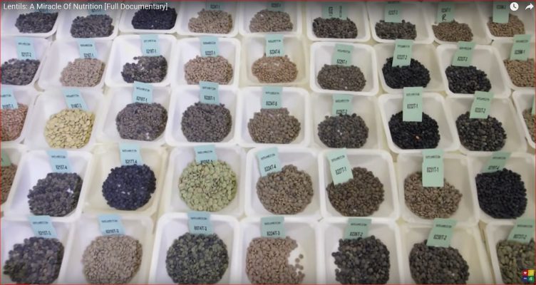 Lentils: A Miracle Of Nutrition Documentary