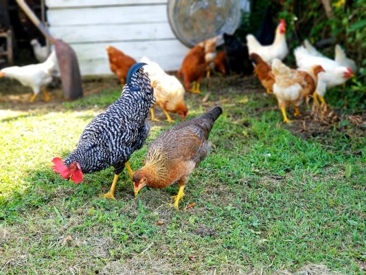 Roosters... Should You Keep Them? Process Them? What To Do!?