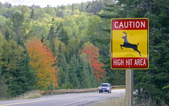 Fall means more deer on the road: 4 ways time of day, month and year raise your risk of crashes