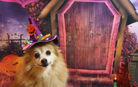 Celebrate Halloween with Your Pet