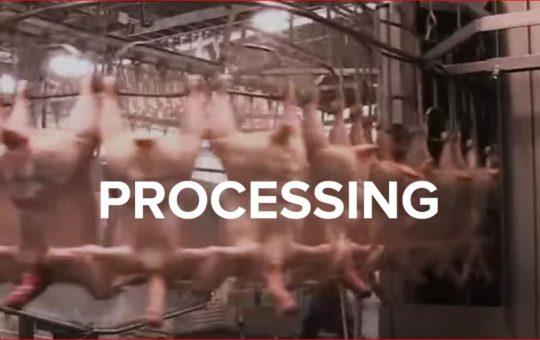How slaughterhouses kill thousands of chickens an hour