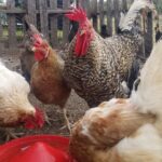 Raising chickens at home